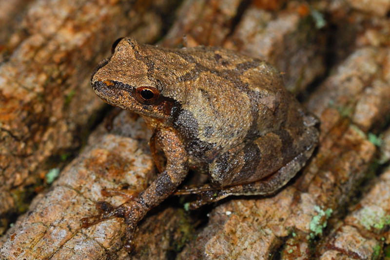 Buckeye Herps Ohio Frogs, Toads and Salamanders A Photographic